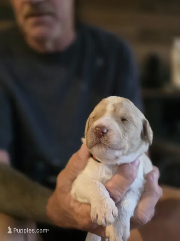Red collar boy – Goldendoodle, Poodle - Standard  puppy for sale in Huntsville, AL