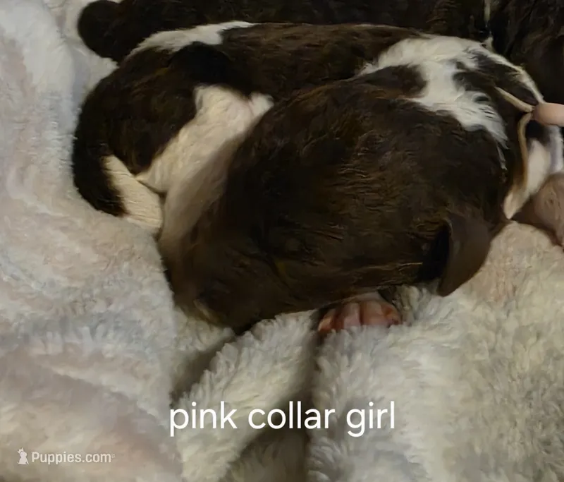 Pink collar girl – Goldendoodle, Poodle - Standard  puppy for sale in Huntsville, AL