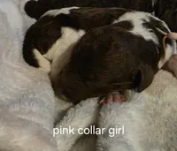 Pink collar girl, a female Goldendoodle and Poodle - Standard  for sale in Huntsville, AL – 1 of 3