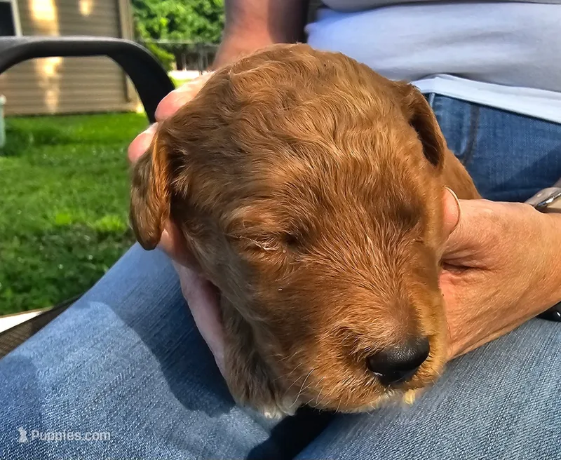 Apricot female – Goldendoodle puppy on hold in Huntsville, AL