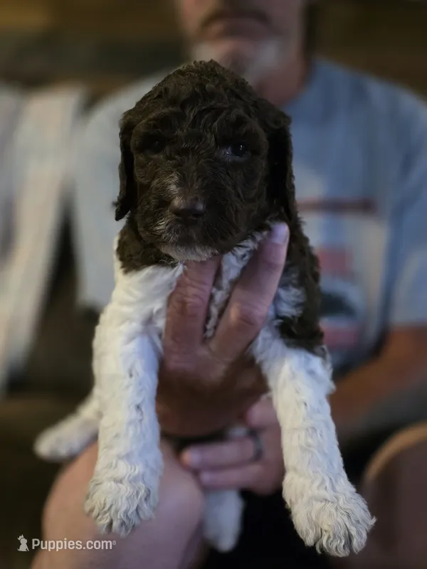 Dark blue boy – Goldendoodle, Poodle - Standard  puppy for sale in Huntsville, AL
