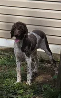 Darla, a female Goldendoodle and Poodle - Standard  for sale in Huntsville, AL – 1 of 2