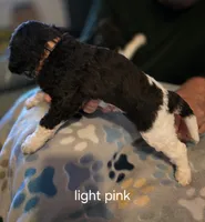 Light pink collar, a female Goldendoodle for sale in Huntsville, AL – 2 of 3