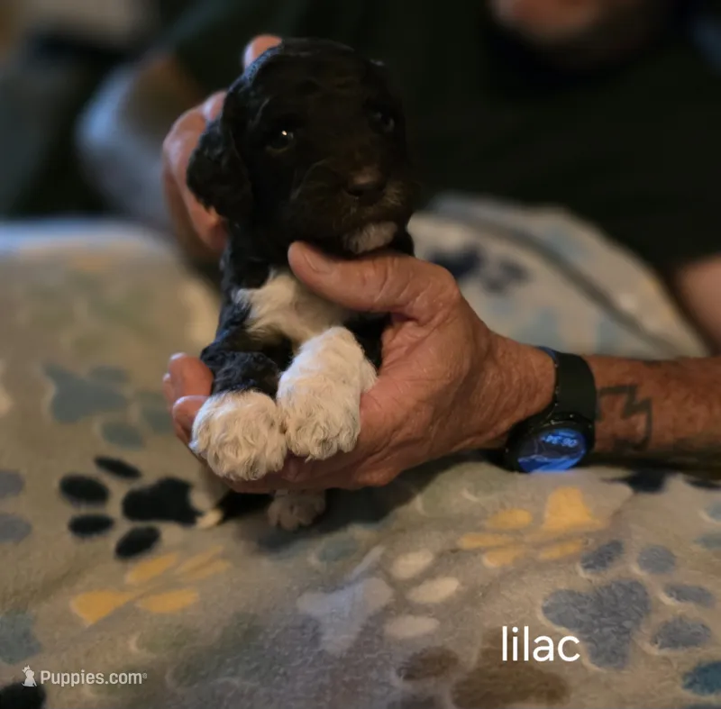 Lilac collar girl – Goldendoodle, Poodle - Standard  puppy for sale in Huntsville, AL