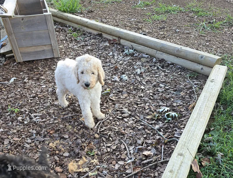 Shiloh – Goldendoodle puppy for sale in Huntsville, AL
