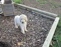 Shiloh, a male Goldendoodle for sale in Huntsville, AL – 1 of 2