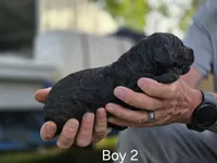 Black Male #2, a male Goldendoodle for sale in Huntsville, AL – 2 of 2