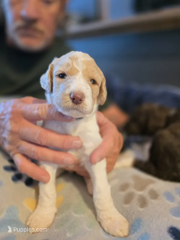 Red collar boy – Goldendoodle, Poodle - Standard  puppy for sale in Huntsville, AL