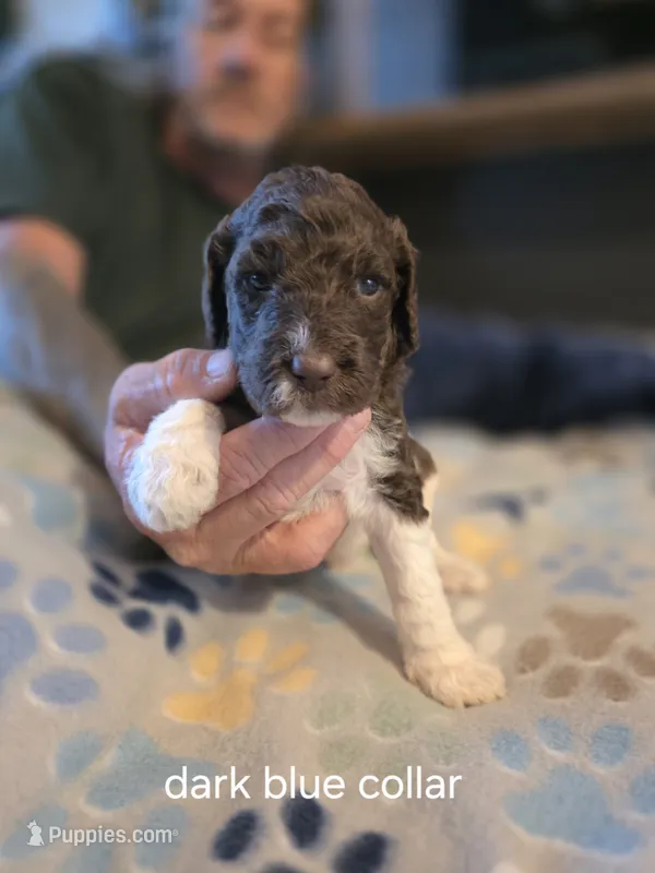 Dark blue boy – Goldendoodle, Poodle - Standard  puppy for sale in Huntsville, AL