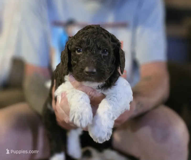 Green collar girl – Goldendoodle, Poodle - Standard  puppy for sale in Huntsville, AL