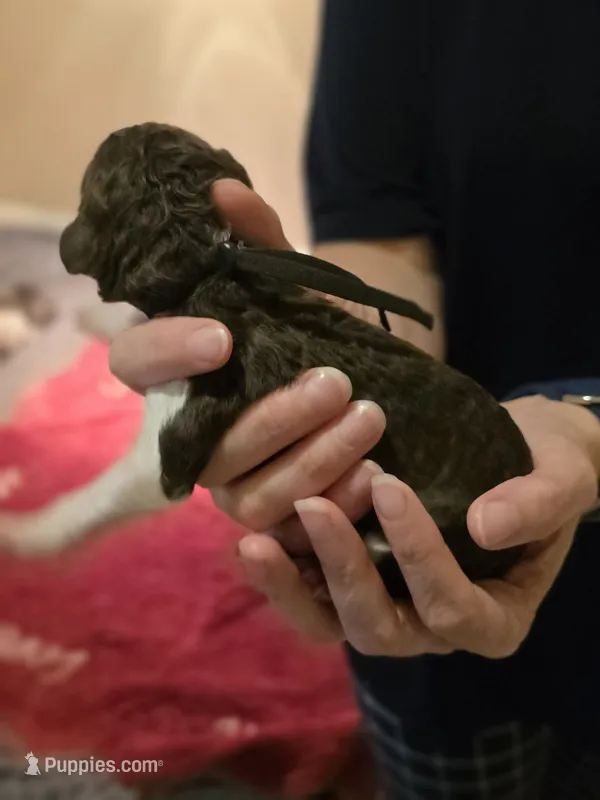 Black collar boy – Goldendoodle, Poodle - Standard  puppy for sale in Huntsville, AL