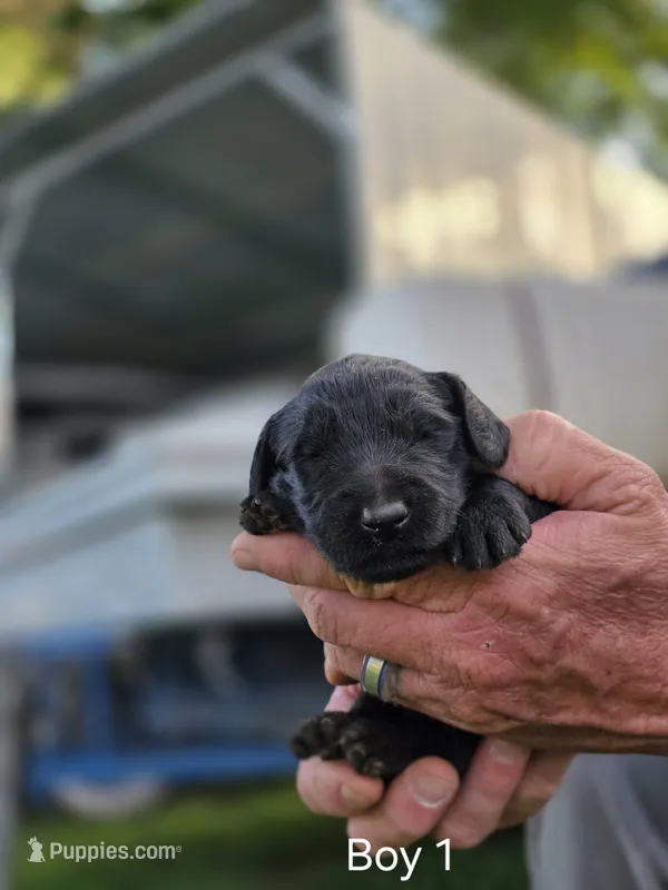 Black Male #1 – Goldendoodle puppy for sale in Huntsville, AL