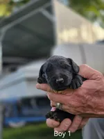 Black Male #1, a male Goldendoodle for sale in Huntsville, AL – 1 of 2
