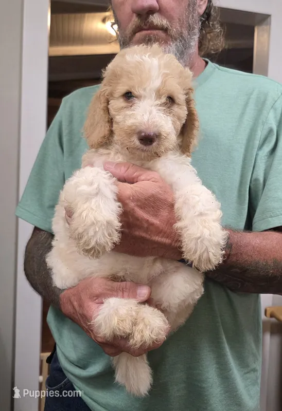Tim – Goldendoodle puppy for sale in Huntsville, AL