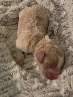 Light blue boy, a male Goldendoodle and Poodle - Standard  for sale in Huntsville, AL – 2 of 3