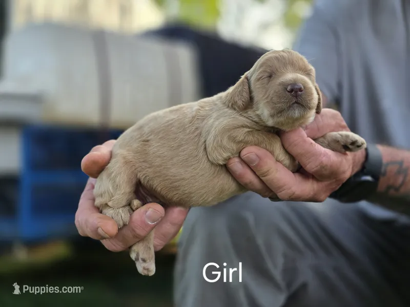Cream Female – Goldendoodle puppy for sale in Huntsville, AL