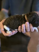 Brown collar boy, a male Goldendoodle and Poodle - Standard  for sale in Huntsville, AL – 2 of 7
