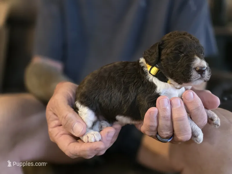 Yellow Collar boy  – Goldendoodle, Poodle - Standard  puppy for sale in Huntsville, AL
