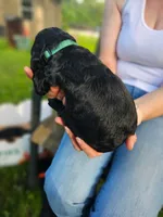 Aqua collar, a male Goldendoodle for sale in Huntsville, AL – 3 of 3