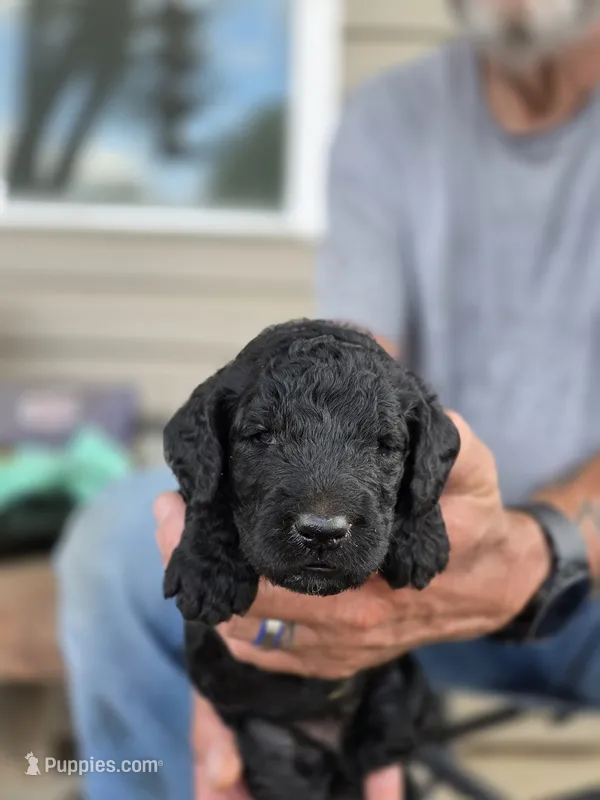 Purple collar – Goldendoodle puppy for sale in Huntsville, AL