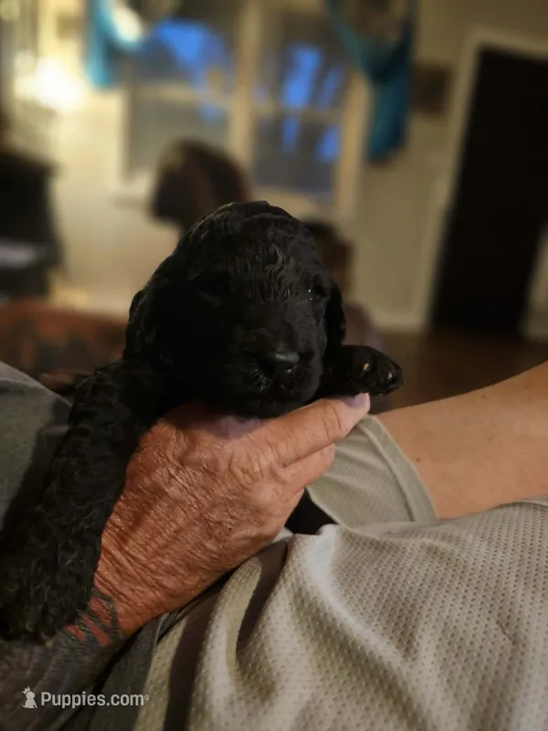 Black male – Goldendoodle, Labradoodle puppy for sale in Huntsville, AL