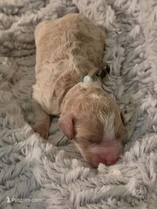 Light blue boy – Goldendoodle, Poodle - Standard  puppy for sale in Huntsville, AL