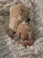 Light blue boy, a male Goldendoodle and Poodle - Standard  for sale in Huntsville, AL – 1 of 3