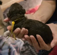 Yellow Collar boy , a male Goldendoodle and Poodle - Standard  for sale in Huntsville, AL – 2 of 3