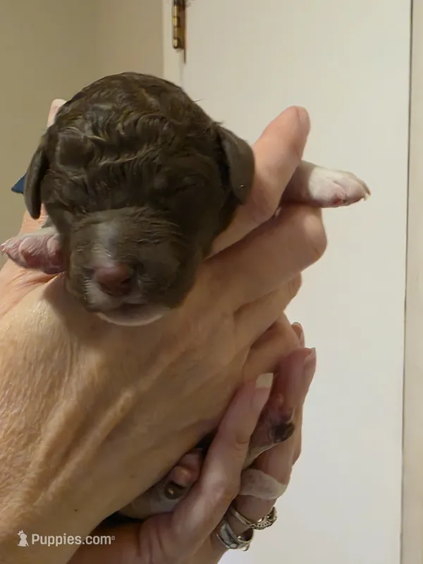 Dark blue boy – Goldendoodle, Poodle - Standard  puppy for sale in Huntsville, AL
