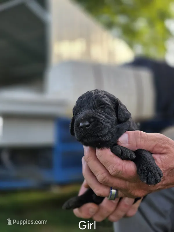 Black Female – Goldendoodle puppy for sale in Huntsville, AL