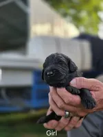 Black Female, a female Goldendoodle for sale in Huntsville, AL – 1 of 3