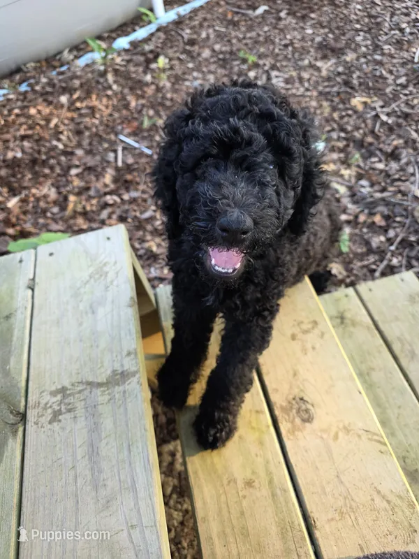Onyx – Goldendoodle puppy for sale in Huntsville, AL