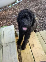 Onyx, a male Goldendoodle for sale in Huntsville, AL – 1 of 1
