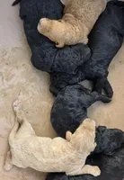 Black Female, a female Goldendoodle for sale in Huntsville, AL – 3 of 3