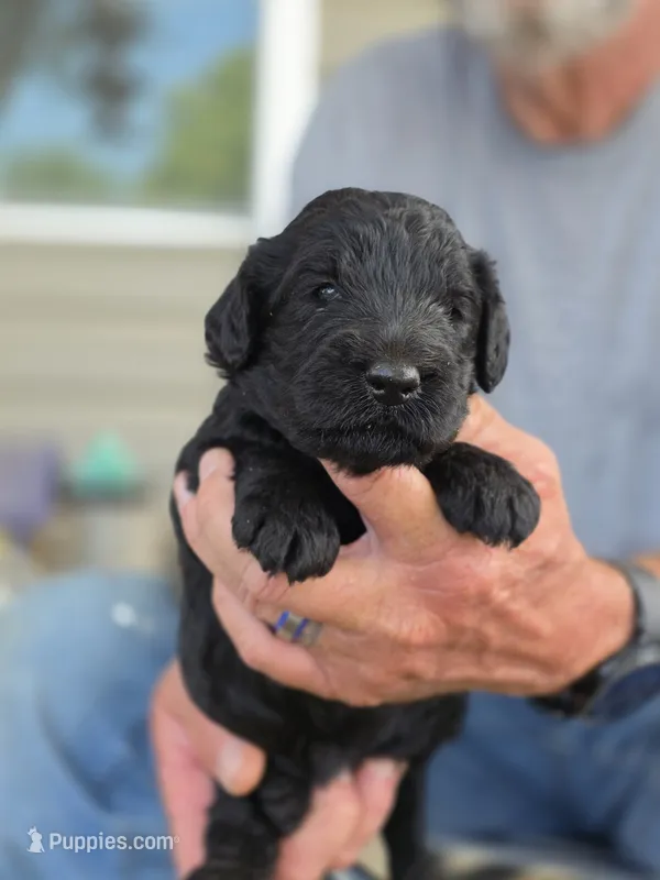 Black Female – Goldendoodle puppy for sale in Huntsville, AL