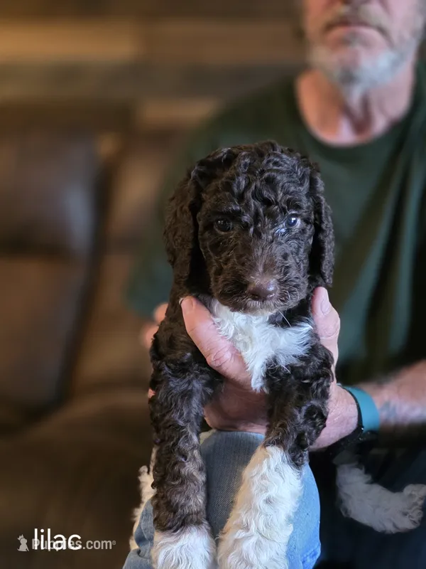 Lilac collar girl – Goldendoodle, Poodle - Standard  puppy for sale in Huntsville, AL