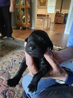Double Doodle Black Male, a male Goldendoodle and Labradoodle for sale in Huntsville, AL – 3 of 3