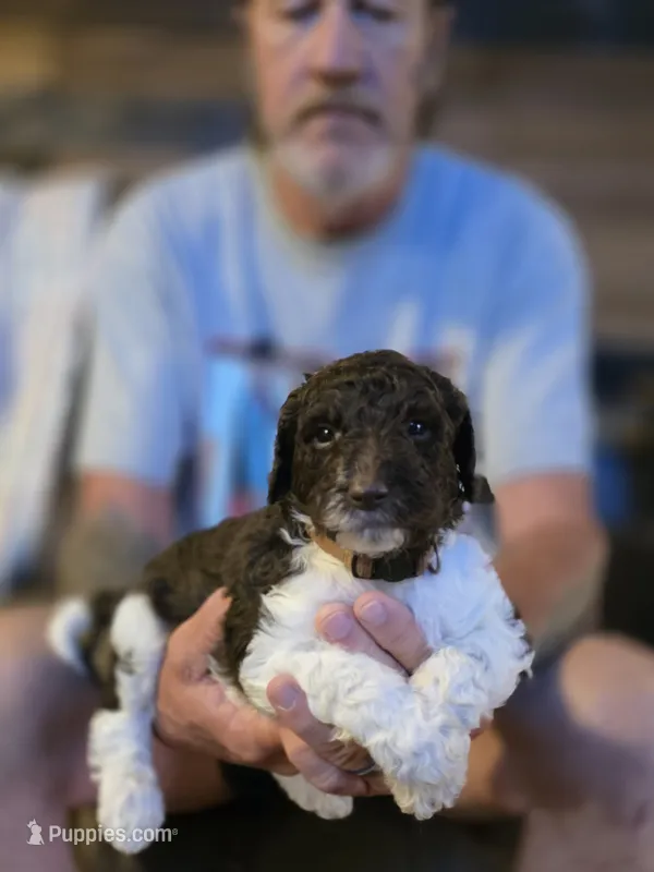 Brown collar boy – Goldendoodle, Poodle - Standard  puppy for sale in Huntsville, AL