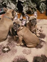 Jovi, a male French Bulldog for sale in Cincinnati, OH – Photo 3 of 4