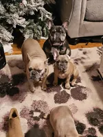 Jovi, a male French Bulldog for sale in Cincinnati, OH – Photo 4 of 4