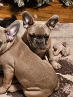 Jovi, a male French Bulldog for sale in Cincinnati, OH – Photo 2 of 4