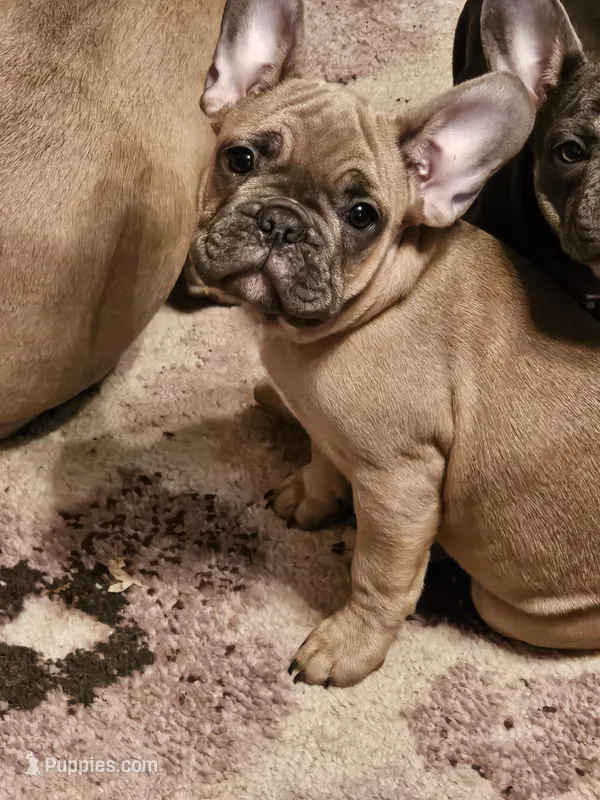 Jovi, a male French Bulldog for sale in Cincinnati, OH – Photo 1 of 4