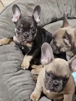 Jovi, a male French Bulldog for sale in Cincinnati, OH – Photo 1 of 2