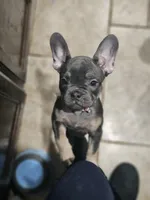 Sprinkles, a female French Bulldog for sale in Cincinnati, OH – Photo 2 of 2