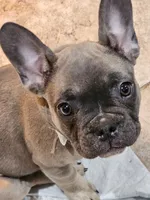 Romi, a female French Bulldog for sale in Cincinnati, OH – Photo 3 of 3