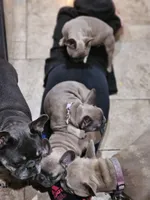 Romi, a female French Bulldog for sale in Cincinnati, OH – Photo 1 of 3