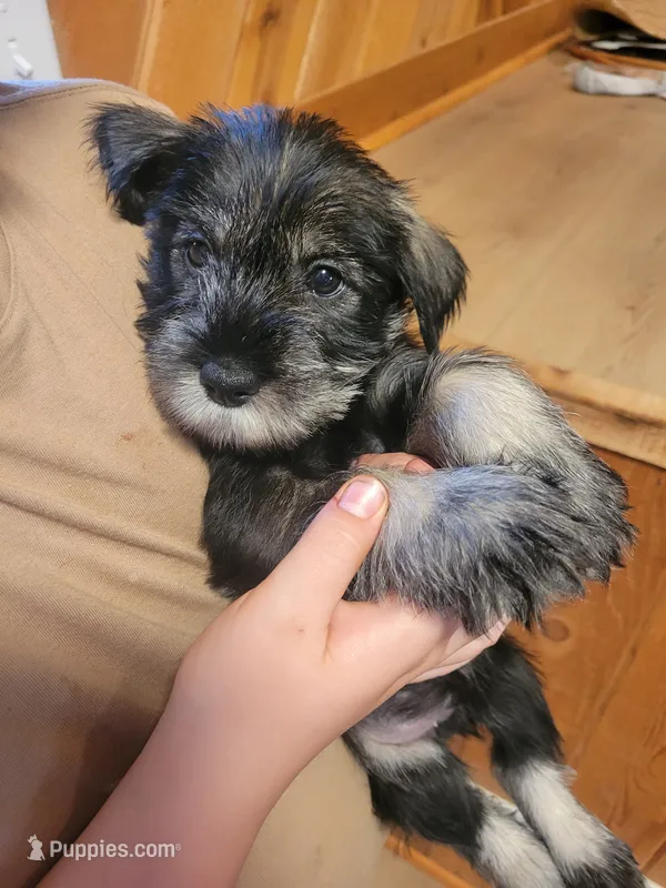 Akc girl – Standard Schnauzer puppy for sale in McDonough, GA