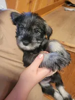 Akc girl, a female Standard Schnauzer for sale in McDonough, GA – 1 of 1