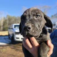 Luke, a male Cane Corso and Goldendoodle for sale in Anderson, SC – Photo 1 of 4