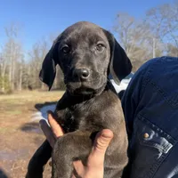 Peanut, a female Cane Corso and Goldendoodle for sale in Anderson, SC – Photo 1 of 4
